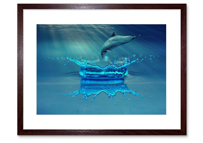 Dolphin Animal Marine Mammals Water Sea Ocean 